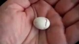 Η εκκόλαψη ενός μικρού αυγού