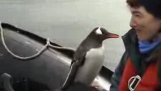 Spasa od pingvina