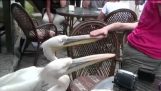 De vervelende pelikanen