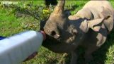 Fütterung ein kleines Nashorn