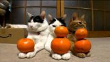 Macskák és a narancs