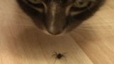 Povestea tragica a unui păianjen