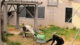 Schimpanser samarbeta med människor