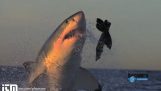 L'attaque de requin