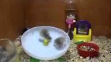 Two hamsters, a wheel