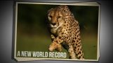 Het wereldrecord in het dierenrijk