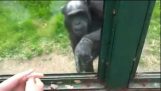 El chimpancé que quería escapar