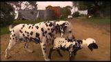 Dalmatiner Hund nimmt ein kleines Schaf
