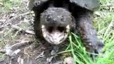 Kızgın kaplumbağa