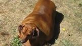 Un cane in sovrappeso