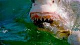 10 ствари које нисте знали о ајкулама