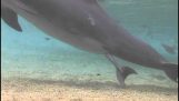 En liten delfin är född