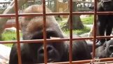 Гусениця і цікаво горил