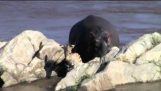 Die Hippo-Strandräuber