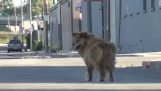 A mentő egy kóbor kutya, a Google Maps segítségével