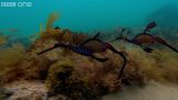 The dance of the sea dragons