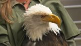 Prothetische in een gewonde leykokefalo Eagle