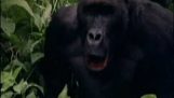 Napao gorila