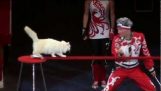 Circo con gatos en Rusia