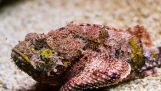 Petropsaro: Cea mai otravitoare peşte de ocean