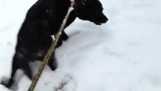 En hund har første snøen