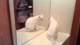 A crazy cat in the mirror