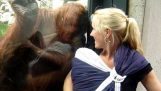 Når orangutan oppstått en baby