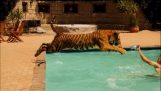 Uima kanssa tiikeri