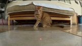 Kočky vs laser