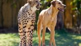 Dobré priateľstvo medzi psom a gepard