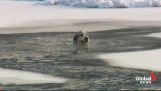 Donmuş nehir köpek kurtarma
