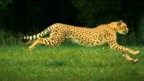 Gepardi v pomalém pohybu
