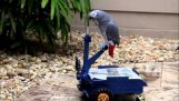 The vehicle of the Parrot