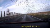 Une énorme volée d'oiseaux sur l'autoroute