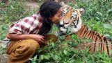 Son meilleur ami est un tigre
