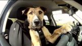 Первая собака в мире ведущих автомобилей