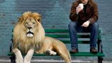 La evolución humana y los leones