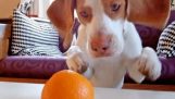 犬とオレンジ
