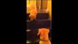 Máma se učí štěně jak sestoupit po schodech