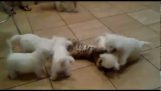 Puppies vs cat