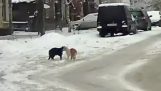 Duel luminen tie