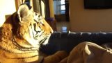 Vågne op med en tiger