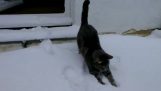 Da katten løb ind i sneen