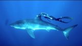 Valkoinen shark hengailua uima
