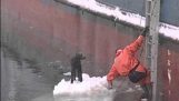 El rescate de un perro atrapado en iceberg