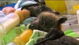 Clinica per pipistrelli orfani 