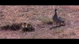 Gråand vs hyæner