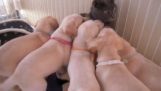 Saldırı Puppies