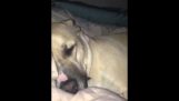 Quando um cachorro ronca
