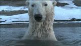 Szpiegostwo niedźwiedzie polarne